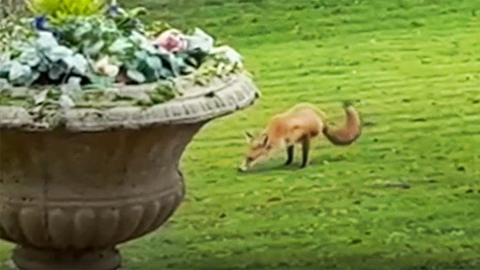 A two-legged fox on a lawn