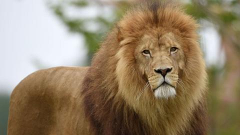 A male with thick mane.