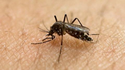 n this Jan. 18, 2016, file photo, a female Aedes aegypti mosquito acquires a blood meal on the arm of a researcher at the Biomedical Sciences Institute in the Sao Paulo"s University in Sao Paulo, Brazil.