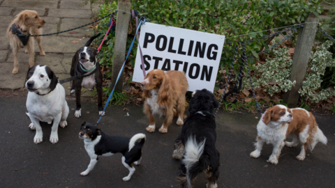 Dogs outside a polling station in England