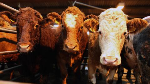 Beef cattle at auction in Ayr