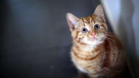 A ginger kitten