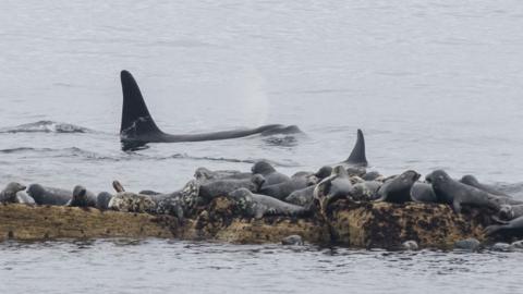 Orca and seals on rock