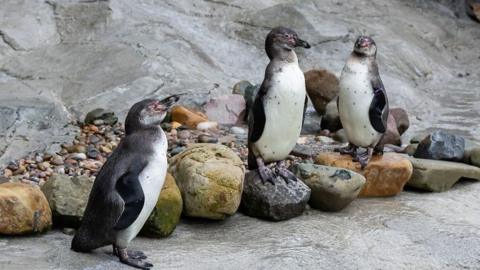 Penguins at West Midland Safari Park