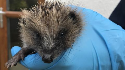 Hoglet wrapped in blanket