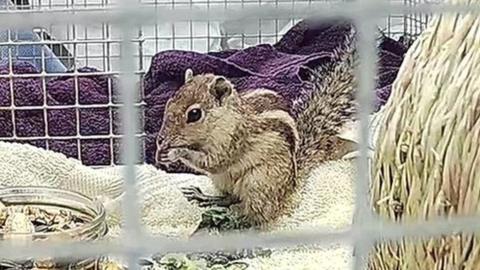 Rescued squirrel