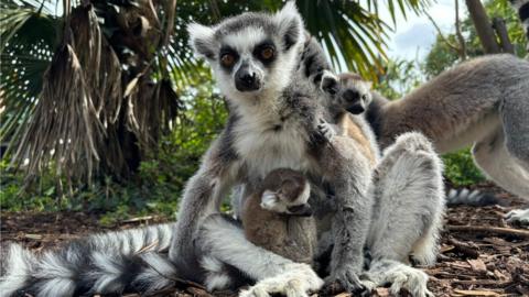 Lemur twins with mum Hira
