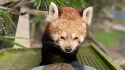 Frisco the red panda eating food in her enclosure