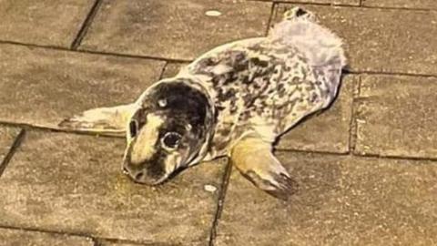 Seal pup in Stonehaven street
