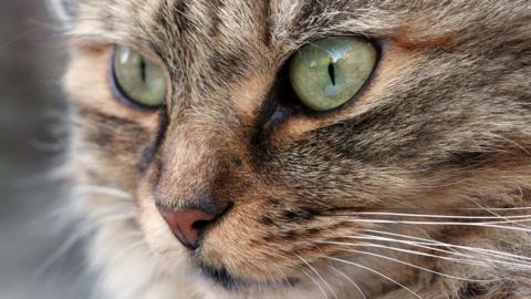 A file photo of a cat