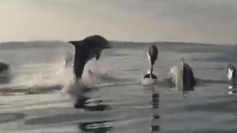 The dolphins were filmed by the family from a boat