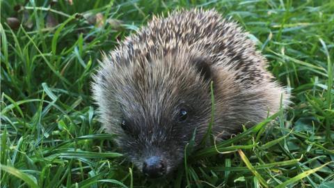 Exploring the world and learning to forage