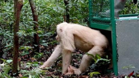 Orangutan Alba being released into the wild from a cage