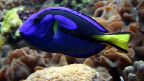A regal tang fish on a coral reef