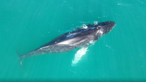 A whale off the coast of Cornwall