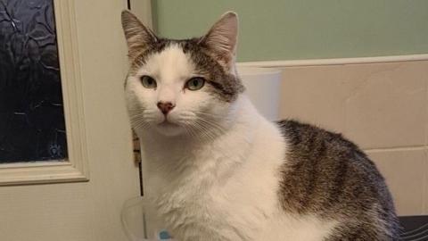 Rory the cat, with white, grey and brown markings