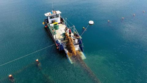 Seaweed harvesting