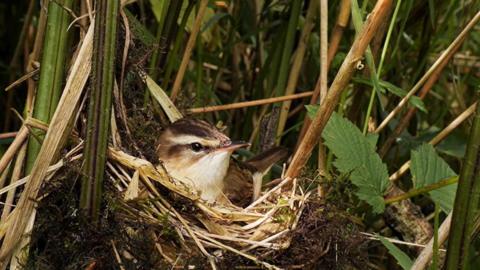 Small bird sitting in a nest amongst green bushy leaves