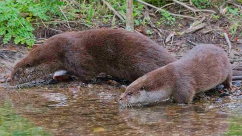 A close up photo of an two otters on a river bed. The animals head and body is above the water and they are both looking away from the camera to the left.