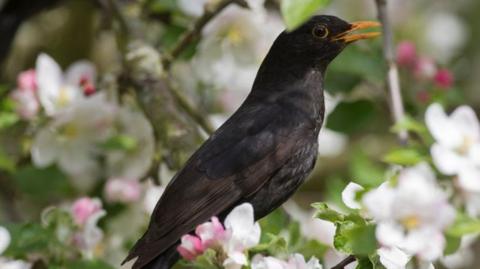 A blackbird is sitting on a branch, surrounded by white and pink blossom and it has its mouth open.
