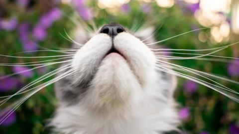 A cat's looking up - a good view of their whiskers