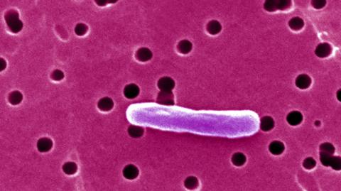 E. coli