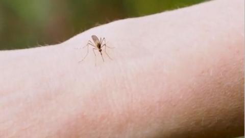A close up of a mosquito biting a persons arm 