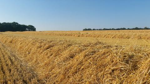A dry wheat field