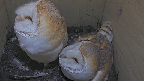 A screenshot of a live stream showing two barn owls