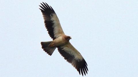 An eagle with black wing edges and brown feathers in flight