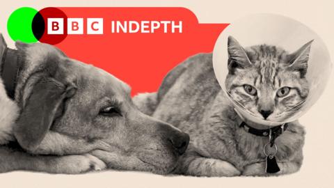 Montage image showing a dog lying next to a cat, which is wearing a surgical collar
