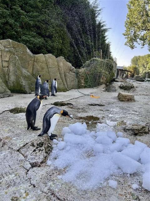 Penguins keeping cool in the heatwave in Birdland. 