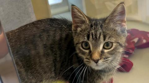 Image of a tabby kitten