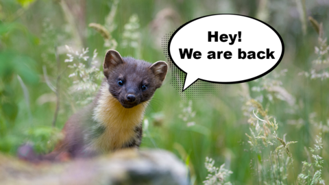 Pine Marten with "Hey we are back" speech bubble