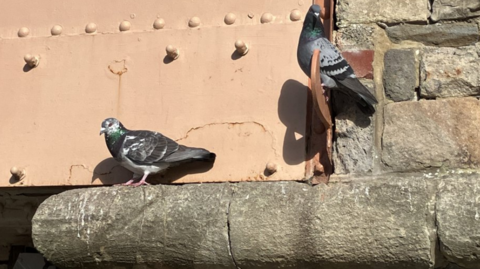 Two pigeons sitting on a stone windowsill.