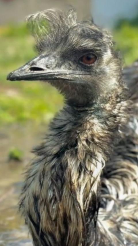 A grey emu with a black beak