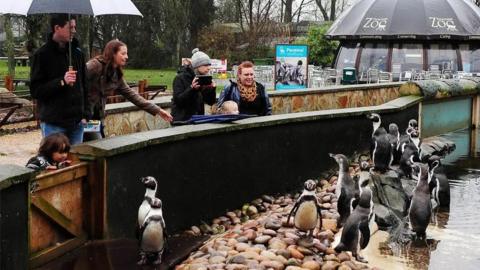 Visitors to the zoo admiring a waddle of penguins