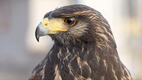 Close up of a Harris hawk with brown feathers, brown eyes and a yellow and grey beak