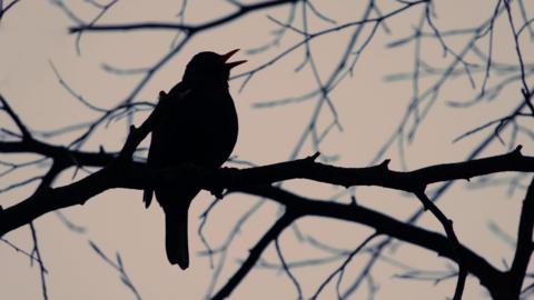 A bird sings on a tree branch
