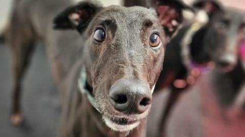 A dark brown greyhound looks directly into camera, with big black nose and round brown eyes, another dog stands by him out of focus in the background.