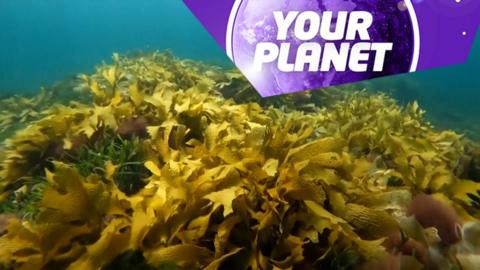 Kelp in the sea and the Your Planet logo.