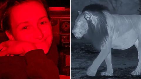 Juliette Martineau, sat in a car at night, has a red light on her face and holding a phone which is displaying footage of wild animals at night. This picture sits alongside a separate picture of a male lion at night, shot via a night camera. 