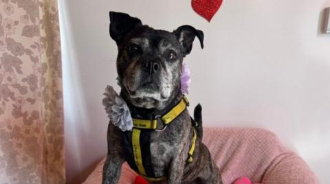 Small black dog with pointed ears and a grey muzzle looks towards the camera