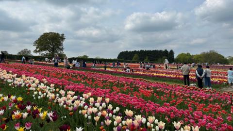 Rows and rows of colourful tulips with people standing in groups looking at them. Overhead, clouds make it an overcast day.