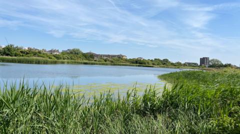 A large pool with rushes in the foreground