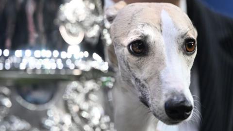  Miuccia, a whippet, poses beside the trophy after winning the title for the "Best In Show" at the Crufts dog show in Birmingham, England on 9/3/2025.