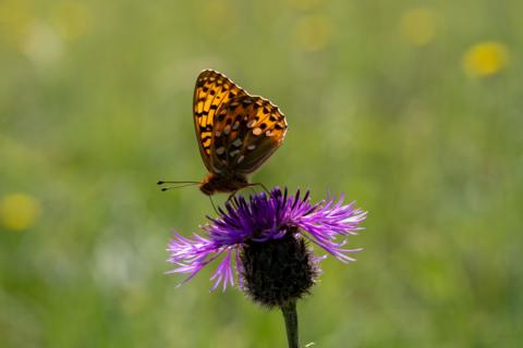 A orange and black butterfly sitting on top of a purple flower on a sunny day.
