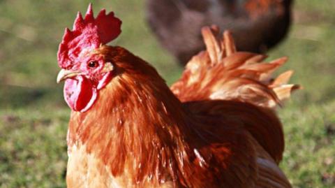 Close up image of chicken. The chicken has red feathers. It is stood in a field. The chicken is looking away from the camera.