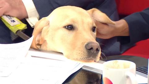 Labrador puppy on BBC Breakfast set