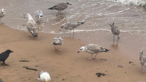 Seagulls on the beach pecking at the tiny plastic balls, known as nurdles, as waves wash them ashore. Some of the birds look young by the brownish colour of their feathers.